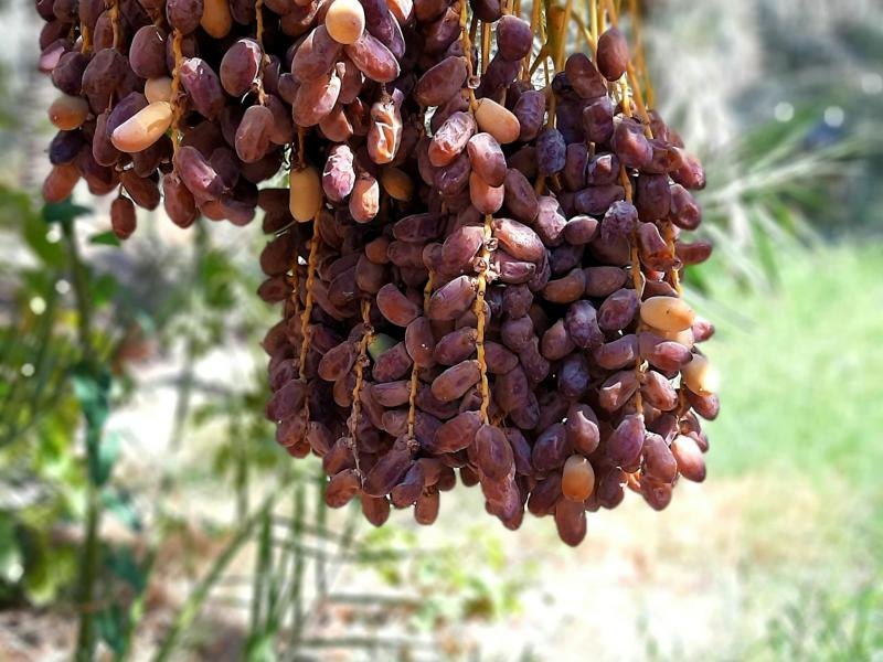 تمور
